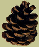 pinecone